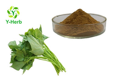 Pure Pachyrhizus Leaf Herbal Extract Powder Organic Sweet Potato Leaves Extract