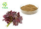 Water Soluble Perilla Leaf Extract Powder Perilla Frutescens L Lowering Blood Pressure