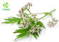 Valeriana Officinalis Valerian Root Extract Powder 0.3% 0.8% Valeric Acid
