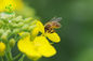 Natural Bee Propolis Powder Flavones Food Grade Ethyl Alcohol Colla Apis Extraction