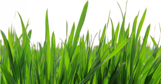 Порошок сока травы пшеницы 100% водорастворимый оптовый зеленый